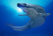 Basilosaurus swimming through water.