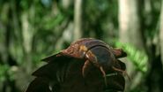 Arthropleura