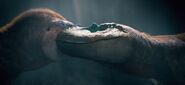 Two Albertosaurus.
