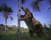 Evi megatherium large