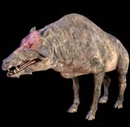 Entelodont 1