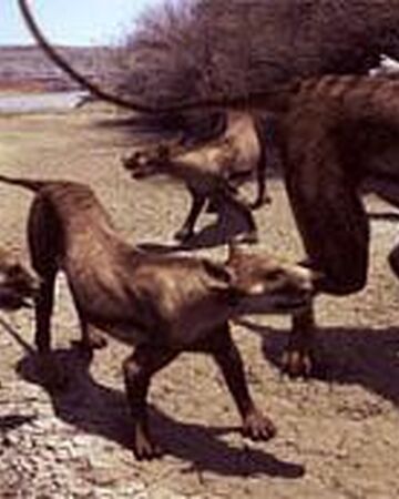 Cynodictis Walking With Wikis Fandom The researchers believe the beardogs may eventually tell the world more about the evolution of dogs and other. cynodictis walking with wikis fandom
