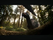 The small group of Edmontosaurus starts to make a runaway retreat from the T. rex