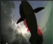 Physogaleus 3.png (136 KB) Shark in the intro.(Walking with Beasts)