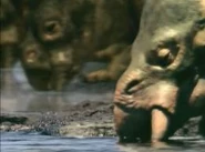 Placerias head.jpg (8 KB)