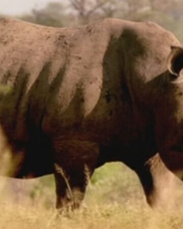 White Rhinoceros Walking With Wikis Fandom