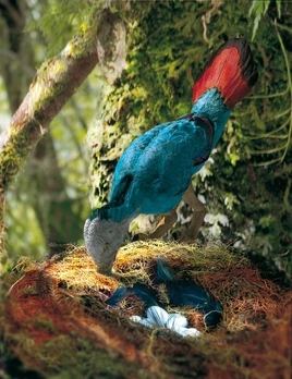 IberomesornisInfobox2