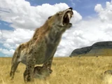 Half-Tooth