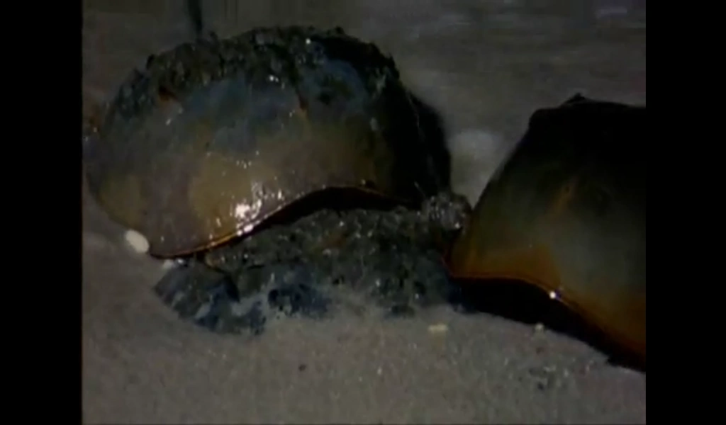 Horseshoe crab Walking With Wikis Fandom