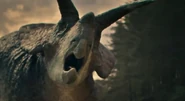 Arrhinoceratops head.jpg (47 KB) Close up at head of Arrhinoceratops in scene with his confrontation with Rose the Albertosaurus.