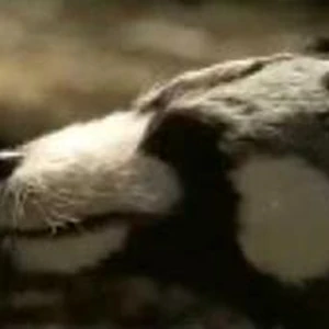 death of a dynasty walking with dinosaurs