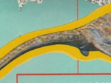 Muraenosaurus