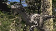 Dromaeosaurus-wwd-1.jpg