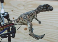 Baby Al used for Ballad of Big Al