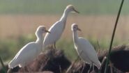 Cattle egret-WWD.jpeg