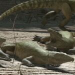 Proterosuchus Walking With Wikis Fandom Walking with monsters movie full episode in high quality/hd. proterosuchus walking with wikis fandom