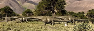 Three Members Diplodocus Walking With Dinosaurs