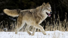 Gray Wolf