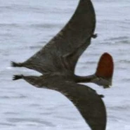 Tapejara in flight.jpg (7 KB)