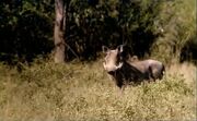 Warthog-WWB.jpeg