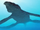 Pliosaurs