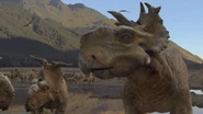 A herd of Pachyrhinosaurus.
