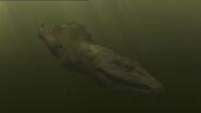 A Chasmatosaur swimming.