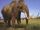 Woolly Mammoth