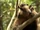 Eurotamandua