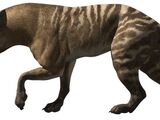 Hyaenodon