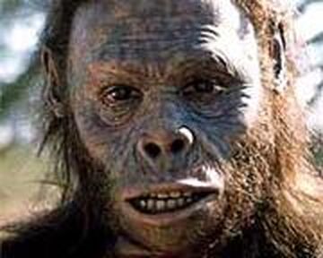 Homo rudolfensis | Walking With Wikis | Fandom