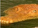Crocodilian