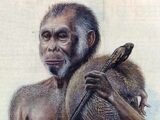 Homo floresiensis