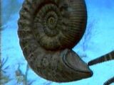 Ammonite