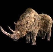 Woolly rhino 1