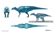Skeletal reconstruction of Edmontosaurus made by Philip Whiteley for WWD 3D: The Movie.