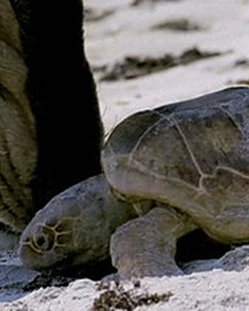 Sea Turtle Walking With Wikis Fandom