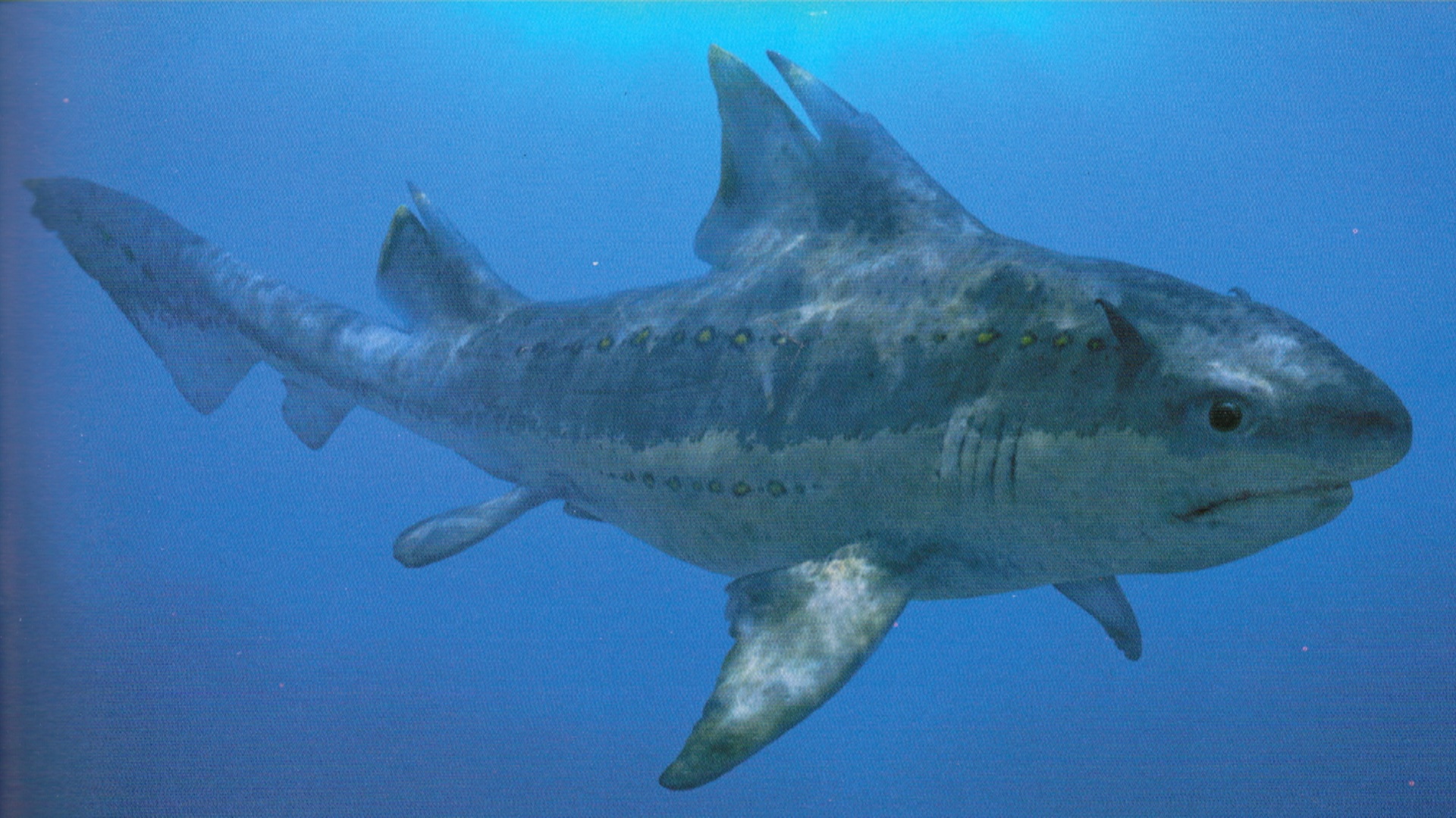 As one of the most bizarre prehistoric sharks, Hybodus had strange horns on...