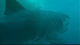 Carcharodon megalodon 4