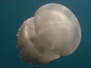 WWM1x1 Jellyfish.jpg