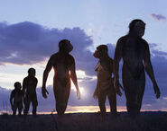 A group of Australopithecus