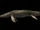 Cymbospondylus