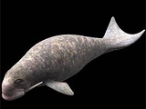 Odobenocetops