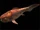 Dunkleosteus