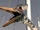 Pteranodon