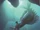 Anomalocaris