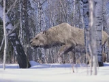 European Lion