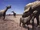Paraceratherium