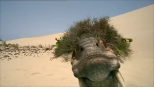 A curious Diictodon.