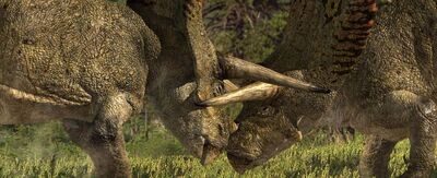 Torosaurus in fight